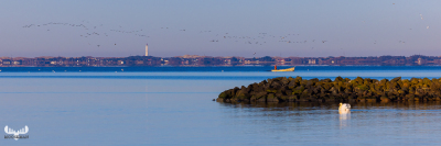 12013 - Ringkøbing Fjord with swan and fishing boat