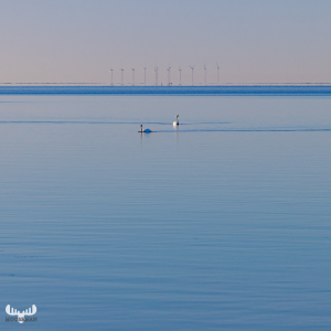 12017 - Ringkøbing Fjord with wind turbines and swans