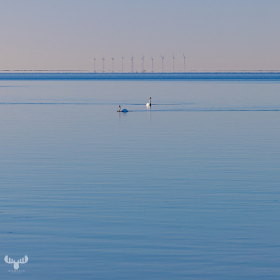 12017 - Ringkøbing Fjord with wind turbines and swans