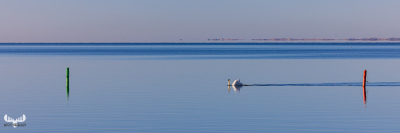 12018 - Ringkøbing Fjord panorama with swan