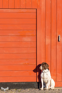 12025 - Ringkøbing havn harbor red building with dog