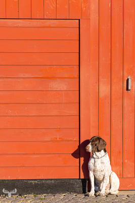 12025 - Ringkøbing havn harbor red building with dog