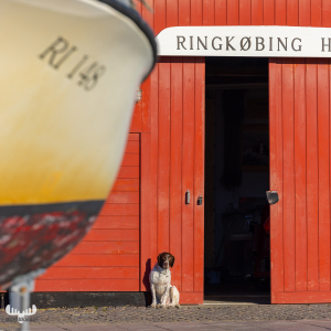 12026 - Ringkøbing havn harbor builidng with dog