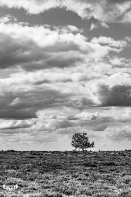 12055 - Kongenshus Mindepark single tree in B/W