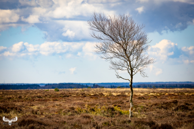 12058 - Kongenshus Mindepark - single tree