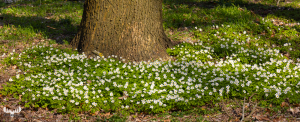 12083- Alkjær Lukke Park - Anemone flowers at tree