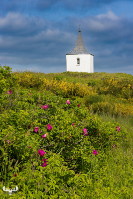 12110 - Gammel Sogn kirke, rugosa roses