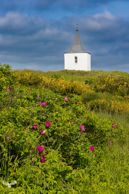 12110 - Gammel Sogn kirke, rugosa roses