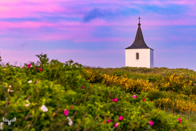 12122 - Gammel Sogn kirke church, sunset, Rugo roses