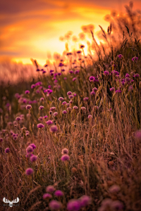 12125 - Sea thrift flowers with sunset sky
