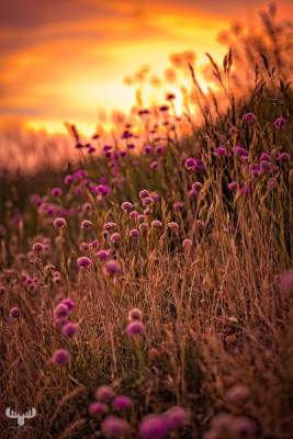 12125 - Sea thrift flowers with sunset sky