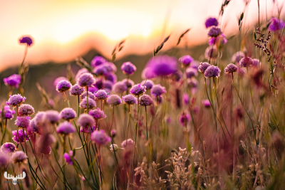 12128 - Sea thrift flowers at sunset