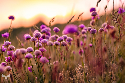 12128 - Sea thrift flowers at sunset