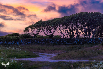 12131 - Gammel Sogn kirke churchyard with sunset color behind trees