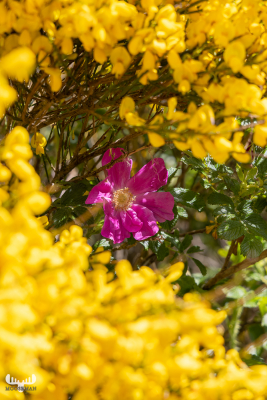 12129 -  - Helm Klink havn harbor - Rugose rose and yellow broom flowers