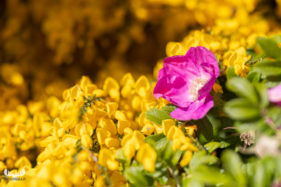 12144 -  - Helm Klink havn harbor - Rugosa rose and broom flowers