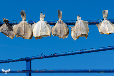 12154 - Thorsminde havn harbor - Dab dried fish hanging on fishing boat I