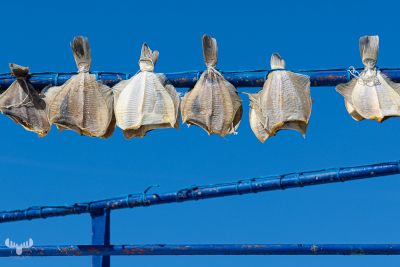 12154 - Thorsminde havn harbor - Dab dried fish hanging on fishing boat I
