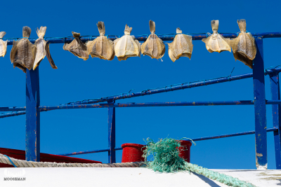 12155 - Thorsminde havn harbor - Dab dried fish hanging on fishing boat I