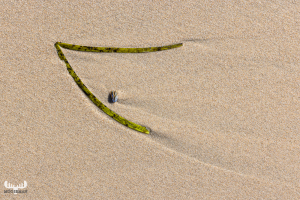 12166 - Pacman - Seaweed eating sea shell at Høfde Q