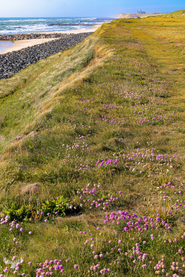 12191 - View towards Bovbjerg Fyr lighthouse over cliffs with sea thrift at Høfde Q