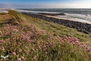 12193 - View over cliffs with sea thrift on Høfde Q groyne and