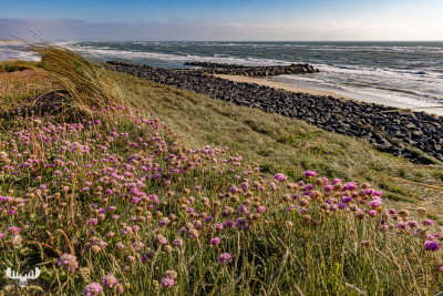 12193 - View over cliffs with sea thrift on Høfde Q groyne and North sea