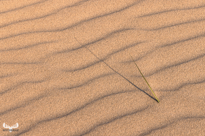 12209 - Single beach grass straw on sand structures at North sea beach