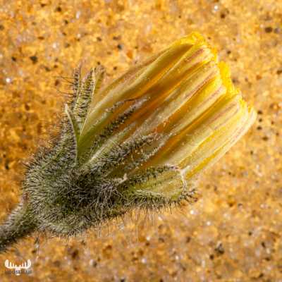 12251 - Sand flower art II