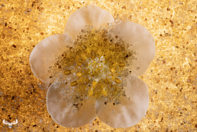 12254 - Sand flower art