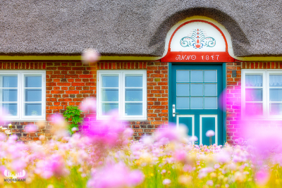 12264 -Old four-sided farm house with sea thrift blooming in front - art version