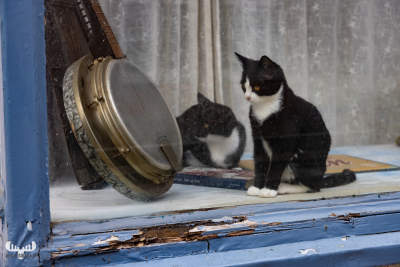 12479 - Cats in music shop in Tønder