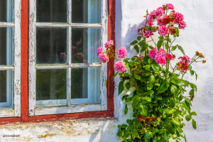12491 - Møgeltønder window and roses