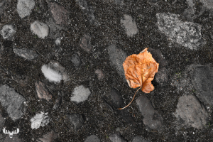 12497 - Leaf on Møgeltønder cobblestone pavement, art version