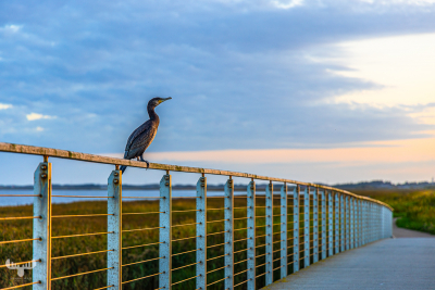 12566 - Cormorant on Bagges Dæmning Bridge