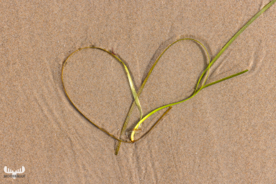 123637 - Lyngvby Strand kelp heart