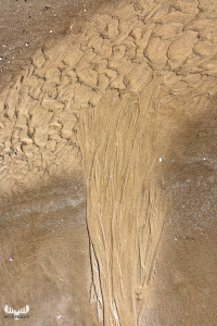 12640 - Lyngvby Strand tree sand strcuture