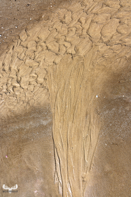 12640 - Lyngvby Strand tree sand strcuture