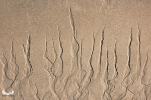 11646 - Lyngvby Strand tree sand structures