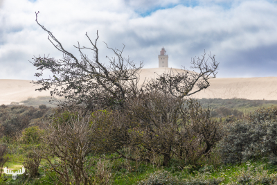 12651 - Rubjerg Knude Fyr ligthouse behind treets and dune