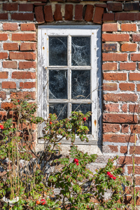 12696 -Lost place - Windows in old farmhouse and rosehip