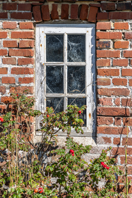 12696 -Lost place - Windows in old farmhouse and rosehip