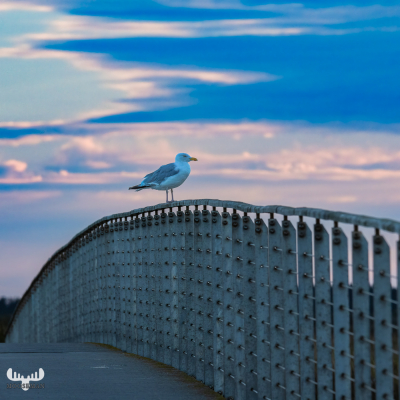 12702 - Gull siiting on Bagges Dæmning bridge