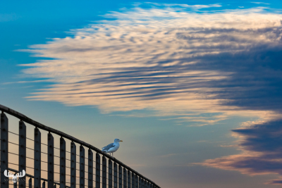 12703 - Gull siiting on Bagges Dæmning bridge with dramatic cloud