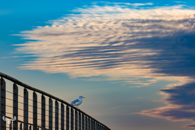 12703 - Gull siiting on Bagges Dæmning bridge with dramatic cloud