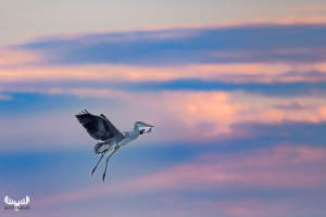 12706 - Heron flying in soft pastel colored sky