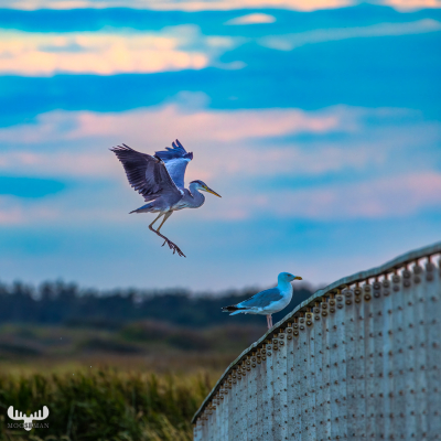 12707 - Heron landing on Bagges Dæmning bridge close to a gull
