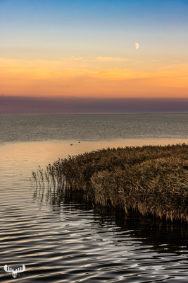 12710 - Ringkøbing Fjord sunset with moon and wind turbines