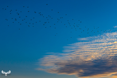 12712 - Birds fyling in the sky with dramatic cloud