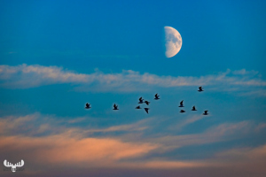12717 - Gulls flying in front of the moon